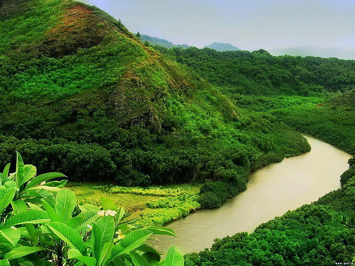 amazonas, naturaleza, rio, selva, HD wallpaper