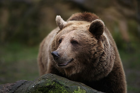 brunbjörn, björnar, natur, djur, HD tapet HD wallpaper