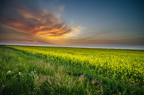 зелено поле по време на залез, залез, горчица, ферма, зелено поле, облаци, HDR, природа, селско стопанство, селски сцена, поле, жълто, небе, пейзаж, лято, на открито, ливада, облак - небе, слънчева светлина, синьо, земя, слънце, HD тапет HD wallpaper