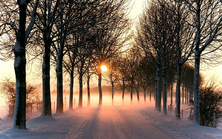 фотография, природа, растения, пейзаж, дорога, снег, зима, деревья, туман, HD обои