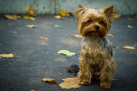 anjing, Yorkshire Terrier, Wallpaper HD HD wallpaper