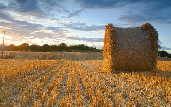 Summer field hay, field, summer, scenery, hay, HD wallpaper