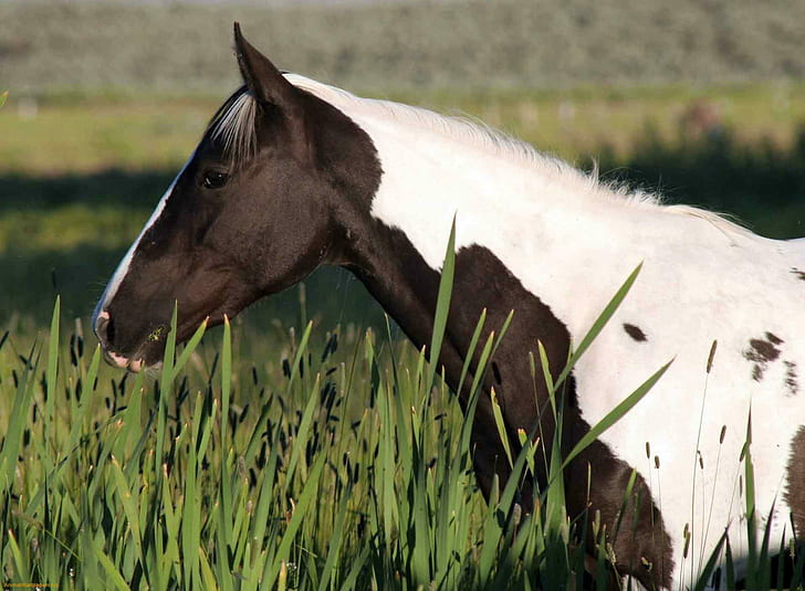 Кон на цигански Ванер в поле, черно-бял кон, животни, природа, кон на цигански ван, полета, боядисани коне, HD тапет