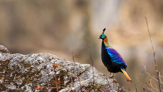 fågel, fasan, Nepal, Sagarmatha nationalpark, Himalaya monal, HD tapet HD wallpaper