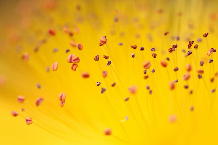 黄色の花の花粉、マクロ写真、黄色、花、花粉、自然、植物、花びら、クローズアップ、マクロ、夏、花頭、背景、自然の美しさのマクロ写真、 HDデスクトップの壁紙