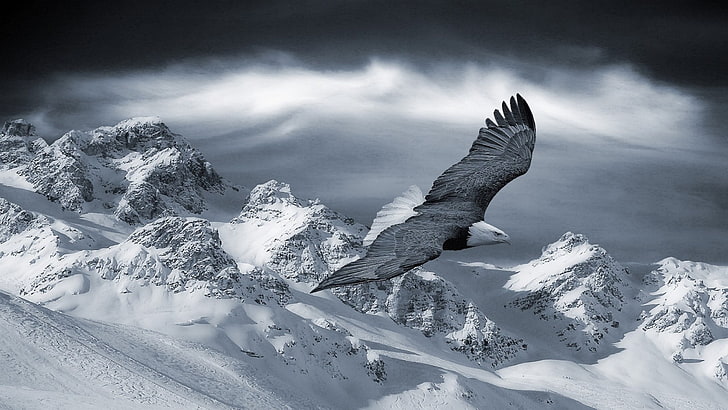 black and white bald eagle, eagle, mountains, snow, animals, nature, HD wallpaper