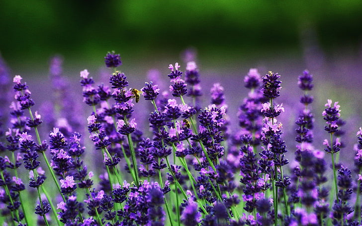 Purple lavender flowers field 4K Ultra HD, HD wallpaper