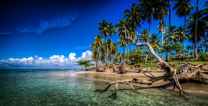 Tropen, Palmen, der Ozean, Küste, Baumstumpf, der Atlantik, Karibikinseln, Dominikanische Republik, Karibik, Atlantik, Las Terrenas, Adobe, Samana, HD-Hintergrundbild