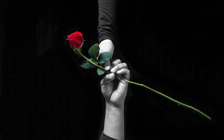 grayscale photo of two people holding rose, hands, love, rose, selective coloring, flowers, HD wallpaper