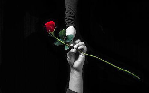 صورة بتدرج الرمادي لشخصين يحملان وردة ، أيدي ، حب ، وردة ، تلوين انتقائي ، زهور، خلفية HD HD wallpaper