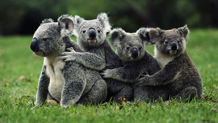 quattro orsi koala grigi, natura, koala, animali, campo, erba, famiglia, Sfondo HD