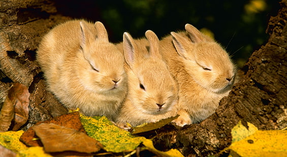 Söta gyllene kaniner, tre grå kaniner, djur, vilda, gyllene, kaniner, söta, HD tapet HD wallpaper