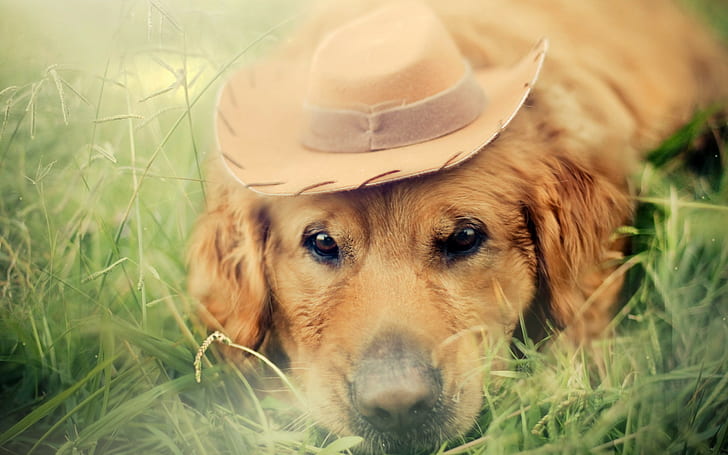 pies, zwierzęta, kapelusz, trawa, Labrador Retriever, Tapety HD
