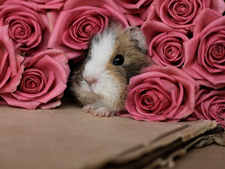 brown and white guinea pig, guinea pig, pink, peep, rodent, HD wallpaper