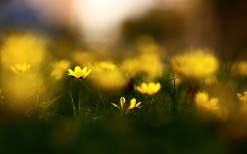 Blumen-Makrounschärfe HD, Natur, Makro, Blumen, Unschärfe, HD-Hintergrundbild HD wallpaper
