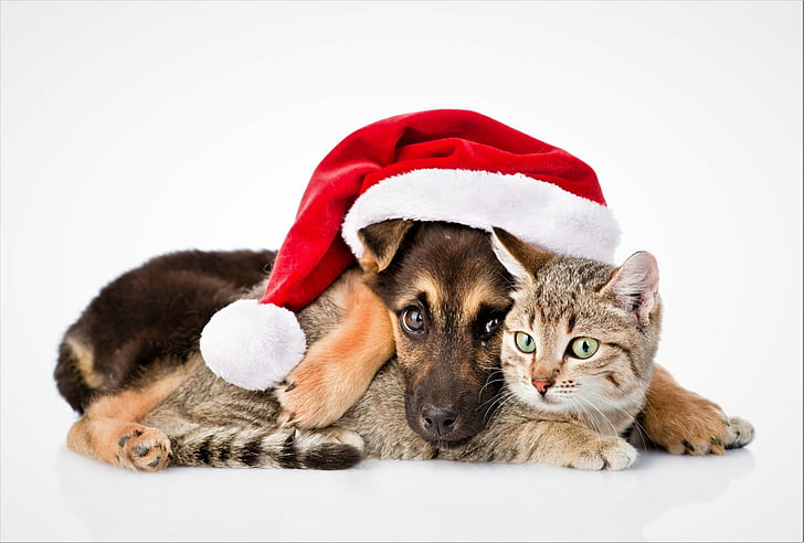 Animal, Cat & Dog, Baby Animal, Cat, Cute, Dog, Friend, Love, Puppy, Santa Hat, HD wallpaper