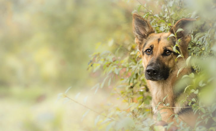 dog, German Shepherd, HD wallpaper