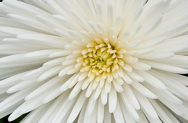 white chrysanthemum on focus photography, Flowers, white chrysanthemum, focus, photography, nature, petal, flower, plant, backgrounds, close-up, white, flower Head, HD wallpaper