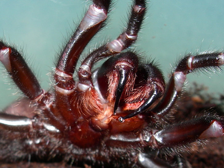 brązowy pająk, pająk, nogi, zbliżenie, Tapety HD
