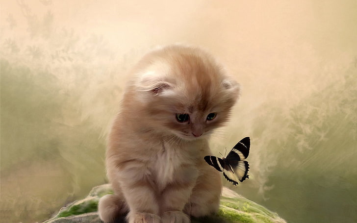 kitty, animals, cute, butterfly, HD wallpaper