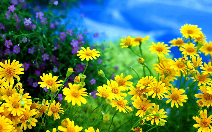 amarillor, campo, flores, margaritas, naturaleza, HD tapet
