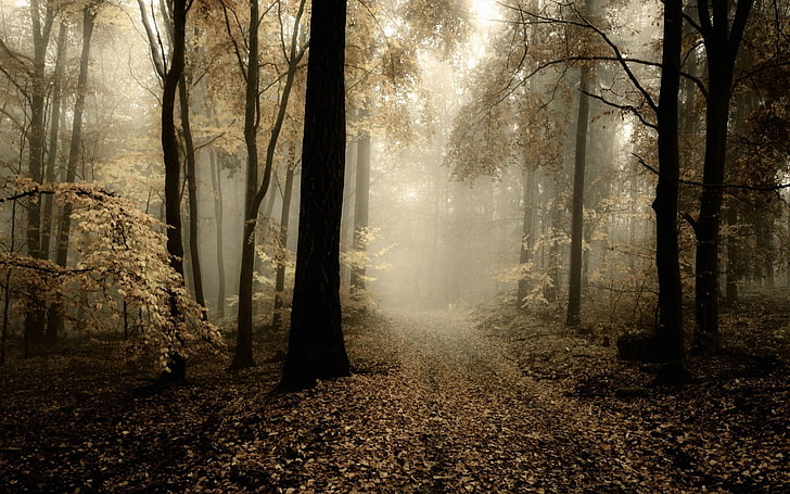 коричневое лиственное дерево, природа, HDR, лес, туман, деревья, тропинка, листья, HD обои