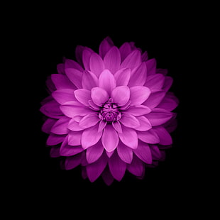 زهور ios 8 زهور أرجوانية، خلفية HD HD wallpaper
