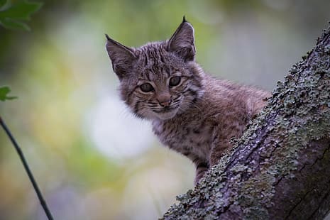  look, cub, kitty, lynx, face, wild cat, a small lynx, HD wallpaper HD wallpaper