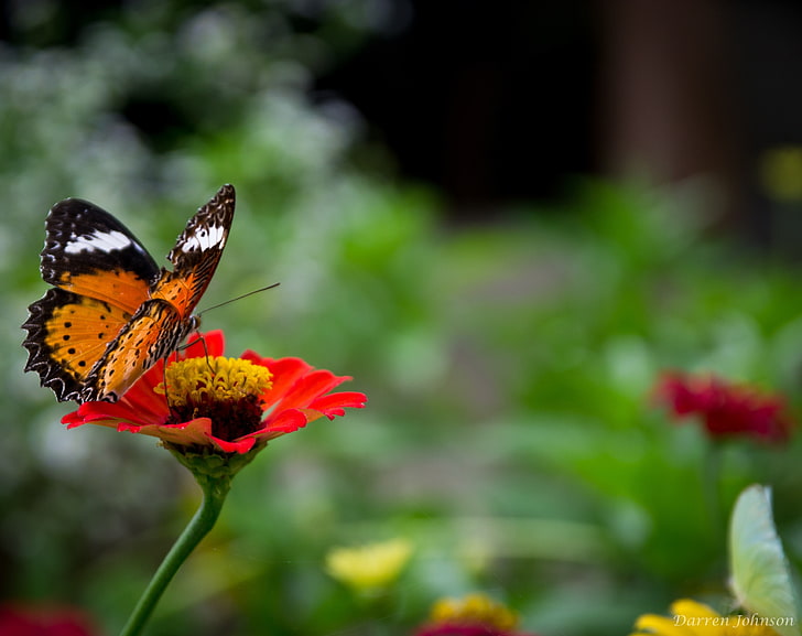Bellissima farfalla sul fiore, farfalla in pizzo rosso e nero, animali, insetti, arancio, fiore, farfalla, shothotspotcom, fiore rosso, Sfondo HD