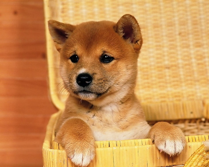ลูกสุนัข Akita shinu, Shiba Inu, สุนัข, ตะกร้า, สัตว์, ลูกสัตว์, วอลล์เปเปอร์ HD