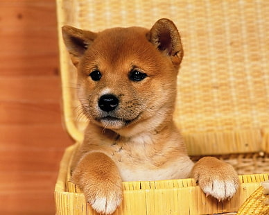 Akita shinu puppy, Shiba Inu, dog, baskets, animals, baby animals, HD wallpaper HD wallpaper