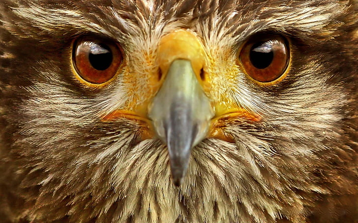 Foto de águila marrón, águila, ojo, pájaro, Fondo de pantalla HD