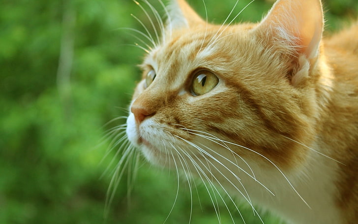 pomarańczowy pręgowany kot, kot, kaganiec, sierść, oczy, strach, Tapety HD