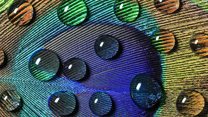 gota de água no plano de fundo multicolorido, pavões, pavão, penas, gotas de água, macro, coloridos, natureza, HD papel de parede