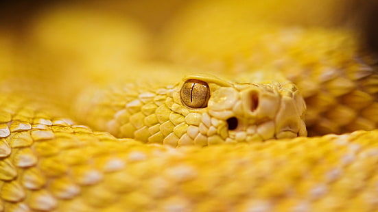 ular, reptil, hijau, mata, kuning, hewan, sisik, makro, Wallpaper HD HD wallpaper