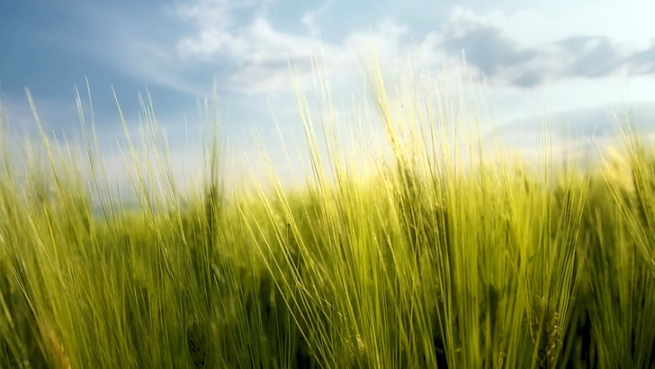 wheat, nature, cereal, field, plant, agriculture, rural, summer, farming, grass, farm, sky, landscape, meadow, crop, season, sun, cloud, spring, natural, grain, country, seed, countryside, horizon, harvest, corn, grow, scene, growth, land, straw, herb, outdoor, lawn, stem, sunlight, yellow, bread, weather, HD wallpaper