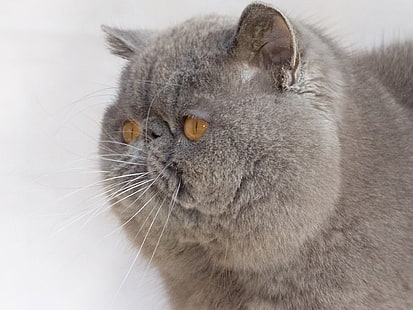 Exotic Shorthair Cat, shorthair eksotis, halus, lucu, Wallpaper HD HD wallpaper