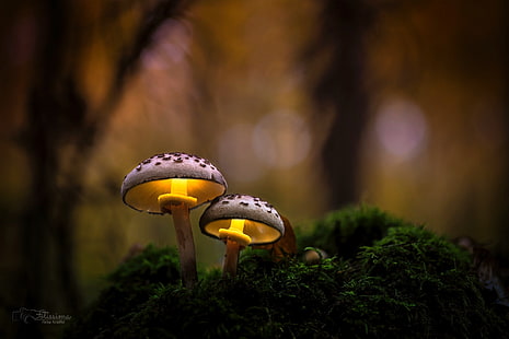 due funghi, autunno, foresta, macro, luce, natura, funghi, Sfondo HD HD wallpaper