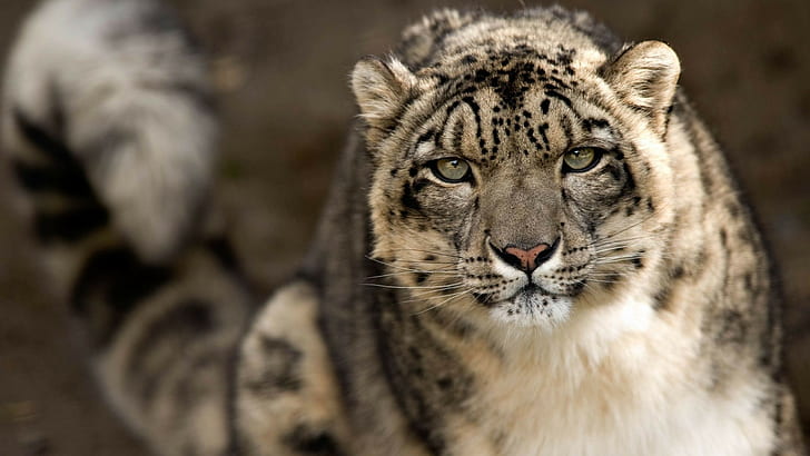 grauer und weißer Tiger, Schneeleoparden, Leopard (Tier), HD-Hintergrundbild