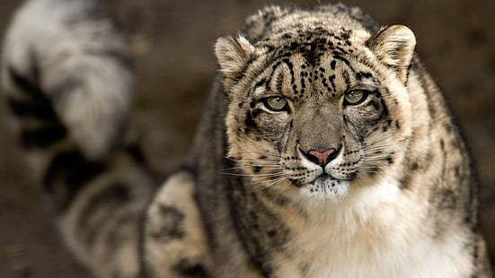 tigre gris y blanco, leopardos de las nieves, leopardo (animal), Fondo de pantalla HD HD wallpaper