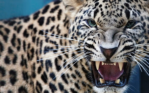Leopard Predator Jaws Teeth Free, brązowy i czarny lampart, koty, szczęki, lampart, drapieżnik, zęby, Tapety HD HD wallpaper
