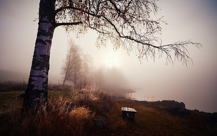 árbol desnudo gris, naturaleza, paisaje, banco, árboles, hierba, niebla, lago, mañana, calma, abedul, otoño, Fondo de pantalla HD