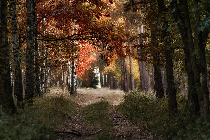 natura, foresta, alberi, autunno, foglie rosse, Sfondo HD