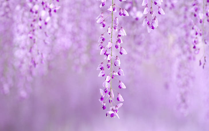 Purple Flowers Blur HD, alam, bunga, blur, ungu, Wallpaper HD