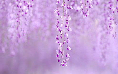 紫の花ぼかしHD、自然、花、ぼかし、紫、 HDデスクトップの壁紙 HD wallpaper