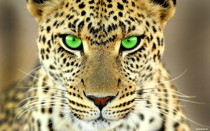 животни, големи котки, зелени очи, леопард (животно), HD тапет