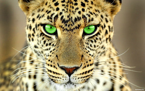 animales, grandes felinos, ojos verdes, leopardo (animal), Fondo de pantalla HD HD wallpaper