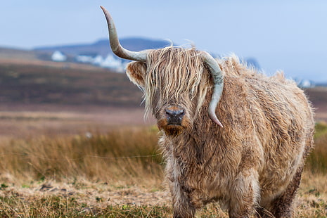 beige and brown bison, bull, horns, wool, HD wallpaper HD wallpaper