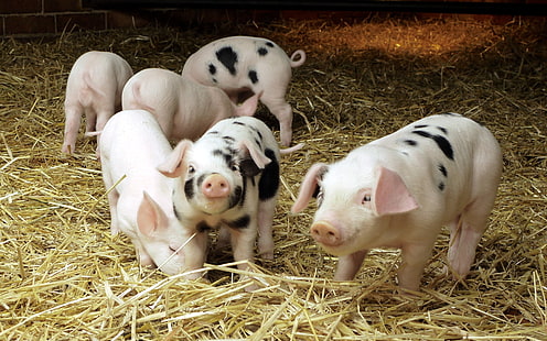 Freundliche Schweine, sechs weiße und schwarze Ferkel, Schweine, Schweine, Babyschweine, HD-Hintergrundbild HD wallpaper