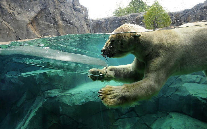 beruang kutub, hewan, es, pemandangan terbelah, berenang, Wallpaper HD